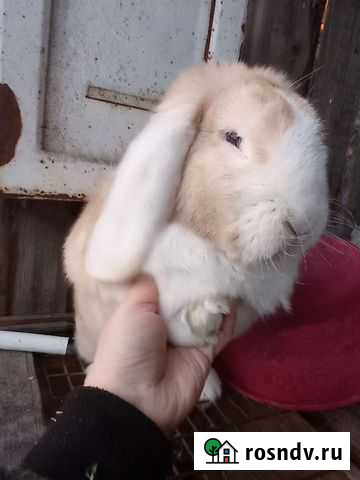 Крол французского барана Иркутск - изображение 1