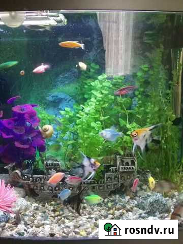 Аквариум 65 литров с тумбой Ростов-на-Дону - изображение 1