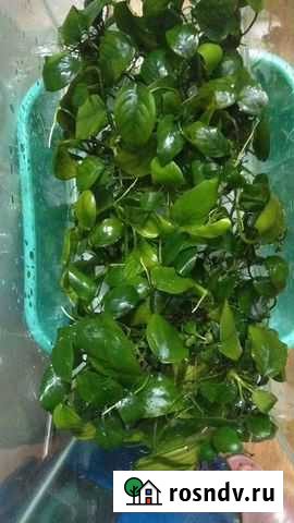 Анубиас Мурино - изображение 1