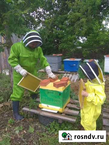 Мёд Ульяновск - изображение 1