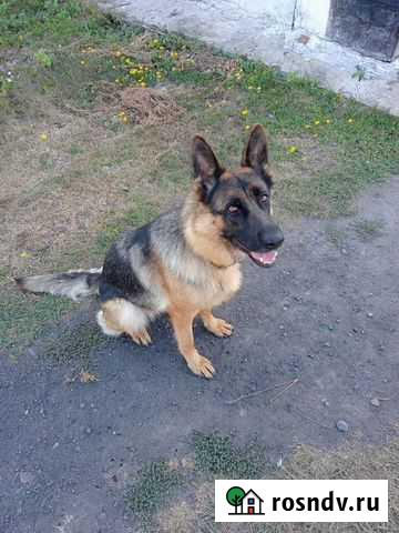 Ветеринар Курган - изображение 1