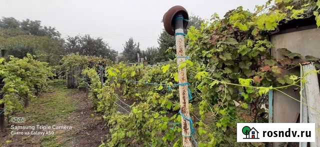 Виноградник сдам в аренду Новониколаевская - изображение 1