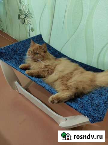 Диванчик для кошки Нефтекамск - изображение 1