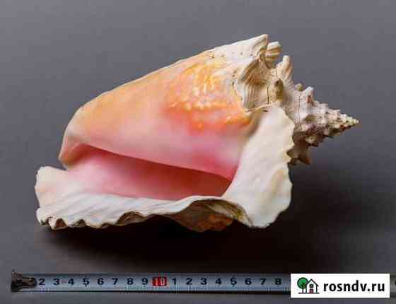 Раковина морская Стромбус королевский Старый Оскол