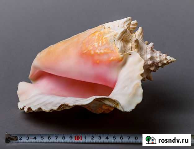 Раковина морская Стромбус королевский Старый Оскол - изображение 1