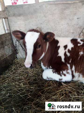 Телочка Троицкая - изображение 1