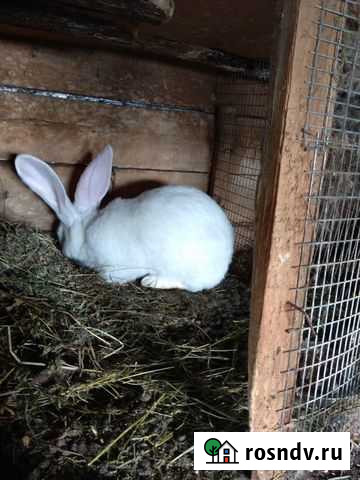 Самка-фландер Богатые Сабы - изображение 1