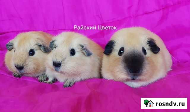 Красивые Морские Свинки Санкт-Петербург - изображение 1