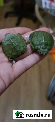 Две маленькие черепашки Мальчик и Девочка Отдаю Дубовое - изображение 1