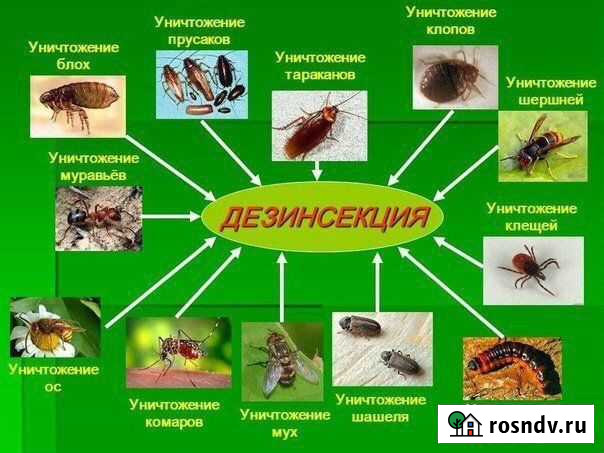 Дезинфекция, дезинсекция, дератизация Астрахань - изображение 1