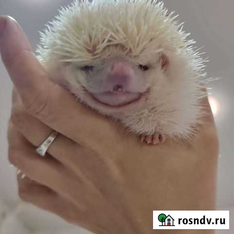 Африканский ежик Мурманск - изображение 1