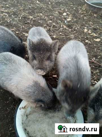 Вьетнамские поросята Валуйки - изображение 1