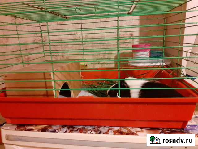 Морская свинка Липецк - изображение 1