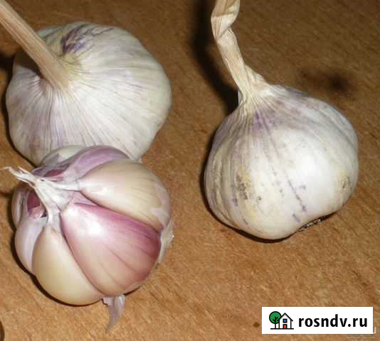 Чеснок домашний Брянск - изображение 1