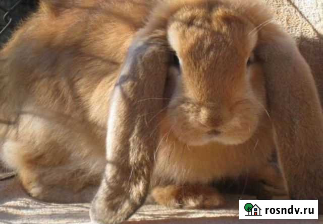 Кролик Баран, Калифорния, Бургунец Челябинск - изображение 1