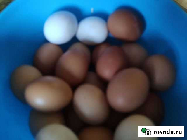 Домашние куриные и утиные яйца Людиново - изображение 1
