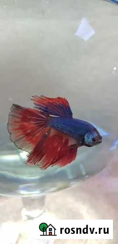 Рыбка Петух Сочи - изображение 1