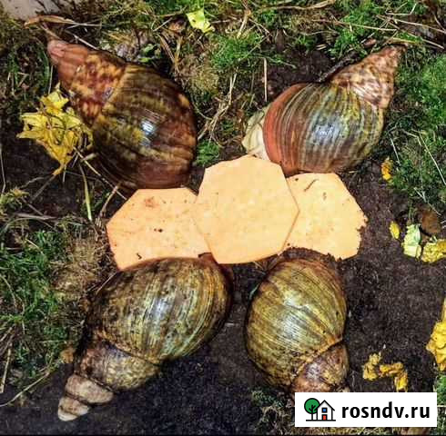 Архахатины Пурпуреи Малаховка - изображение 1