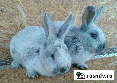 Кролики бсс Курск - изображение 1