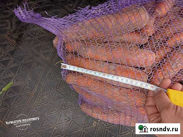 Морковь Окуловка - изображение 1