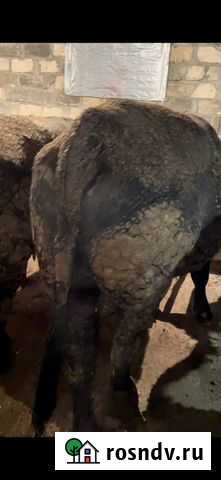 Бык Малка - изображение 1