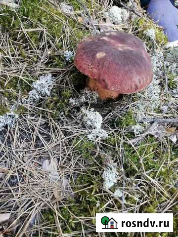 Ставники Курган - изображение 1