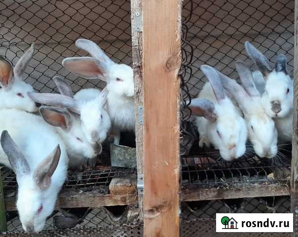 Калифорнийские кролики Ростов-на-Дону - изображение 1