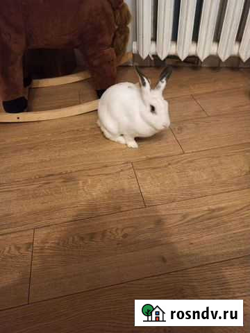 Отдам кролика Петрозаводск - изображение 1