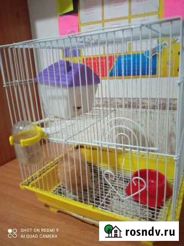 Хомячки с клеткой Захарово - изображение 1