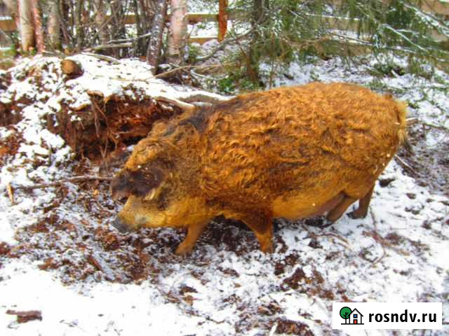 Поросята венгерской породы Лабытнанги - изображение 1