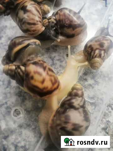 Улитки ахатины бесплатно Кропоткин - изображение 1