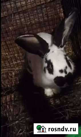 Кролик Яшкино - изображение 1