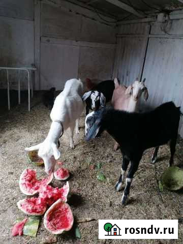 Козы, козёл нубийские Челябинск - изображение 1