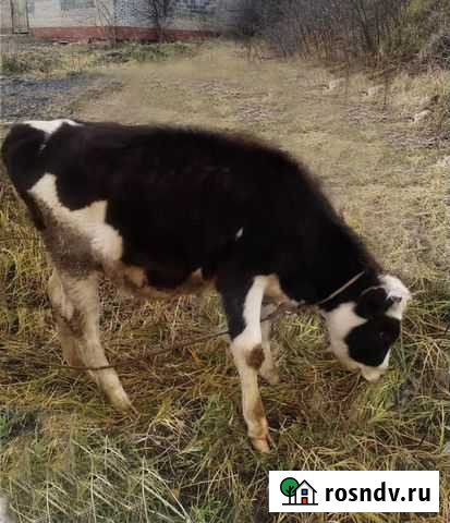 Телёнок Дмитров - изображение 1