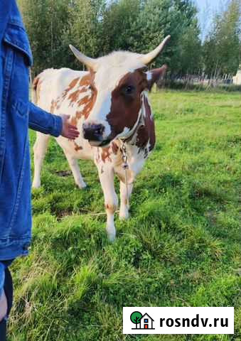Нетель айрширская 16 мес Лодейное Поле - изображение 1