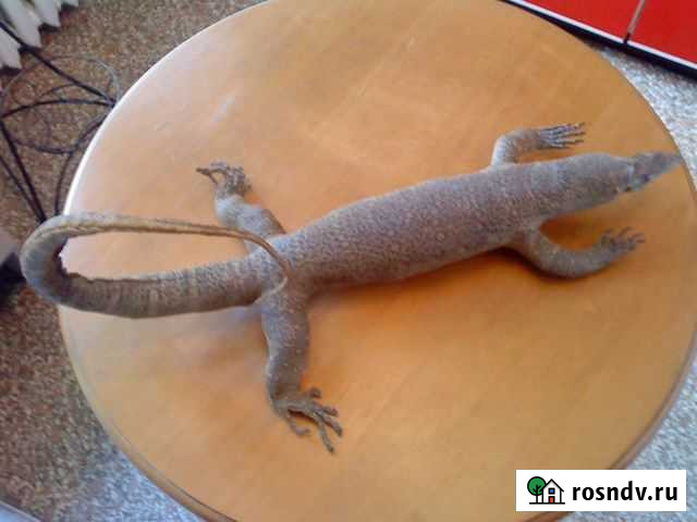 Продам чучело животных Красногорск - изображение 1