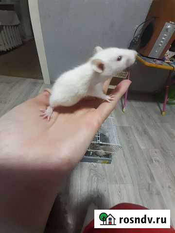 Крысятакрысы Астрахань - изображение 1