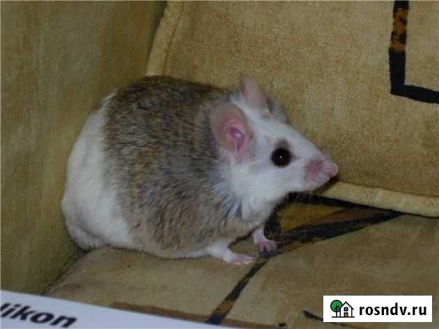 Продам Мастомисы (Натальные крысы) Симферополь - изображение 1