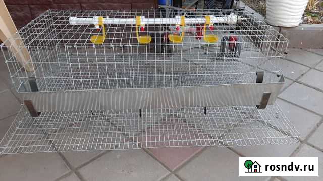 Клетка для перепелов Волгодонск - изображение 1
