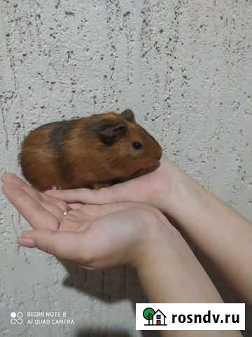 Морская свинка Чайковский - изображение 1