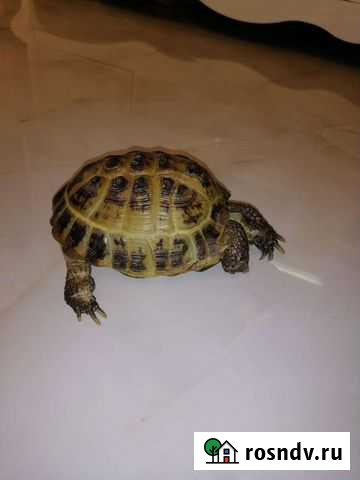 Черепаха Москва - изображение 1
