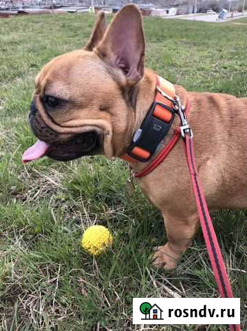 Ошейник и поводок Владимир - изображение 1