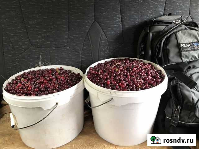 Клюква Усинск - изображение 1