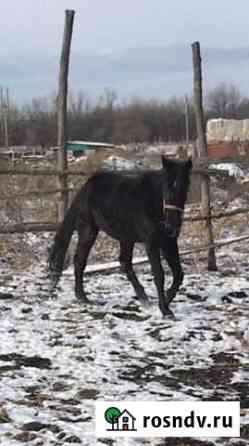 Лошадь Черкесск