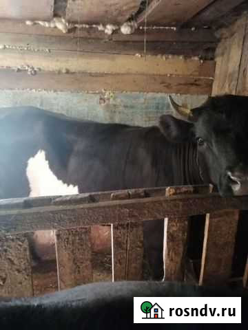 Телки стельные Суздаль - изображение 1