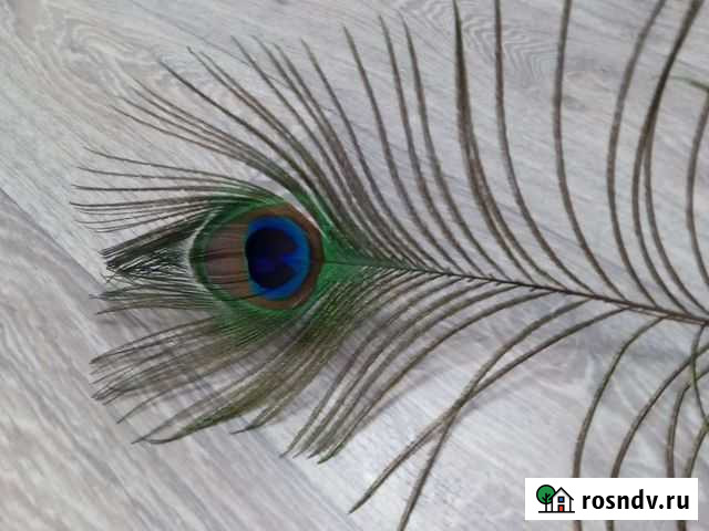 Павлиньи перья Стерлитамак - изображение 1