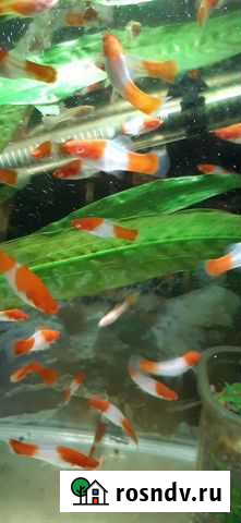 Рыба Белгород - изображение 1