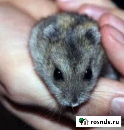 Джунгарский хомяк бесплатно Санкт-Петербург - изображение 1