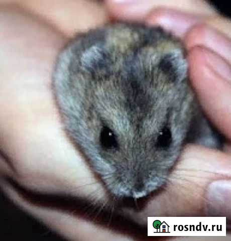 Джунгарский хомяк бесплатно Санкт-Петербург - изображение 1