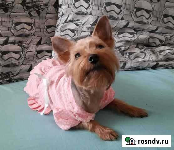 Платье для собак мелких пород Красково - изображение 1